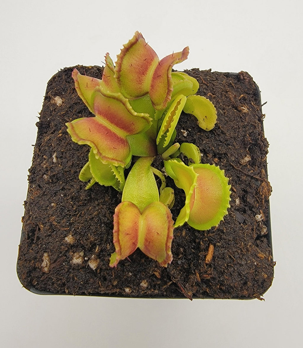 Venus flytrap (Dionaea muscipula) "GJ Giant Cudo"