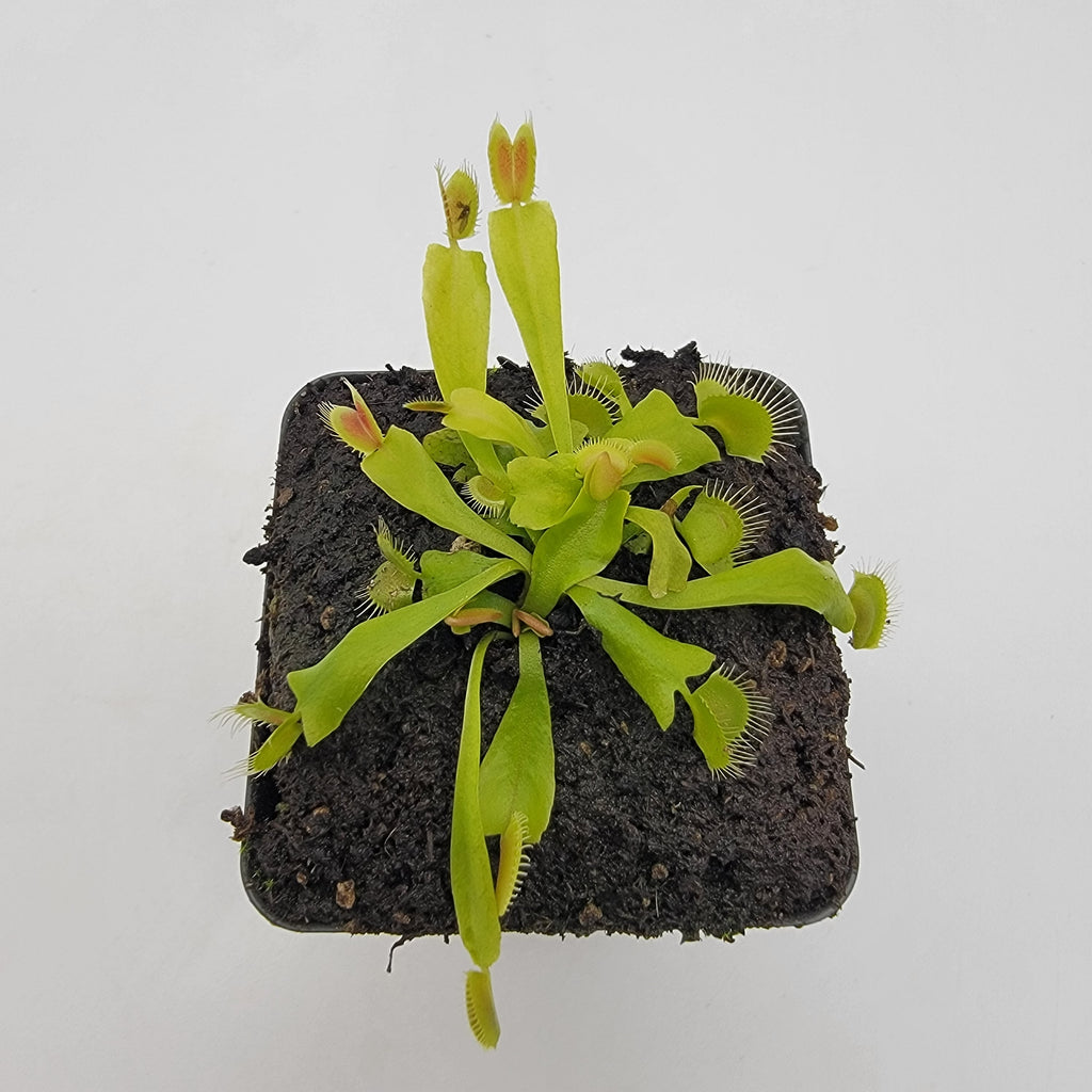 Venus flytrap (Dionaea muscipula) 'GJ Phalanx'