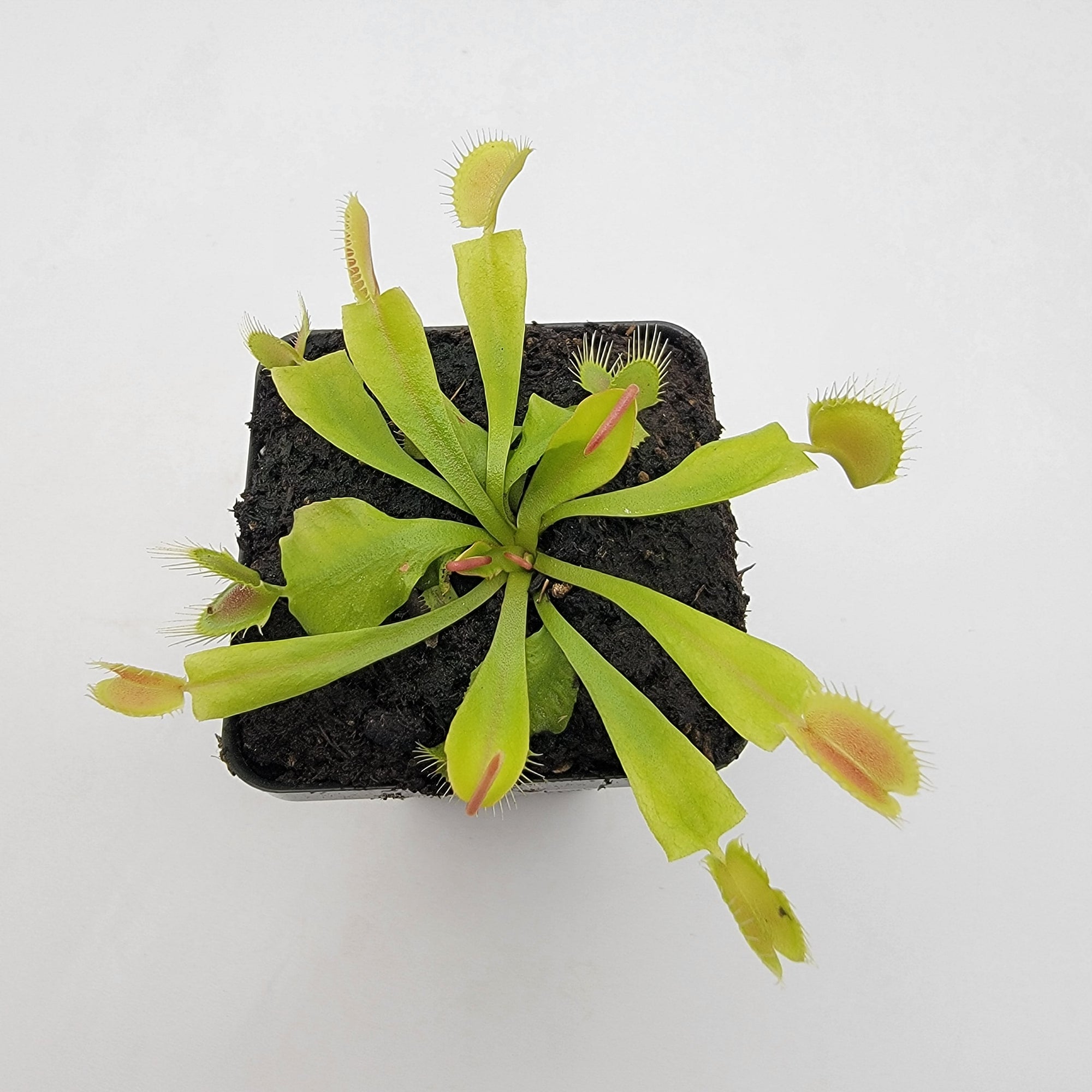 Venus flytrap (Dionaea muscipula) 'GJ Phalanx'