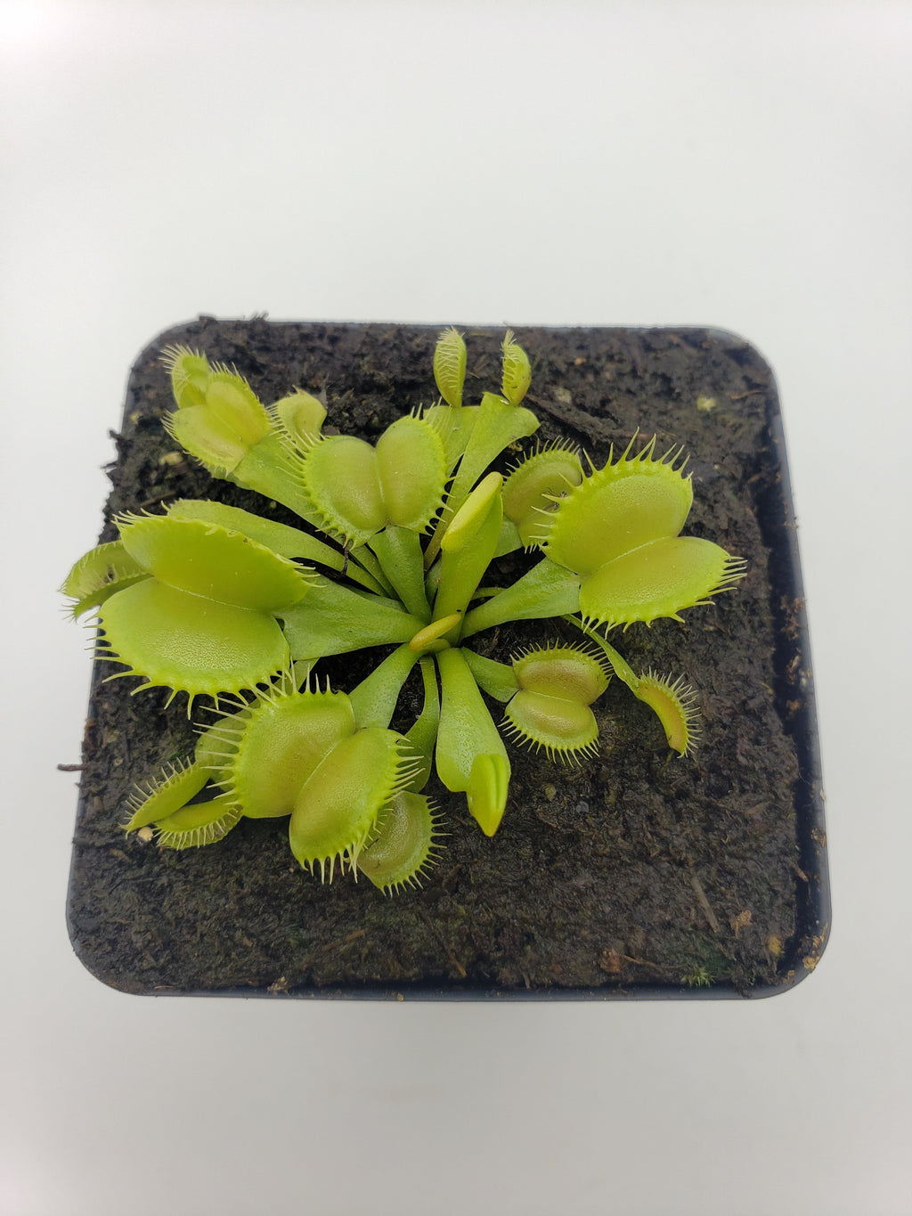 Venus flytrap (Dionaea muscipula) 'Moon trap'
