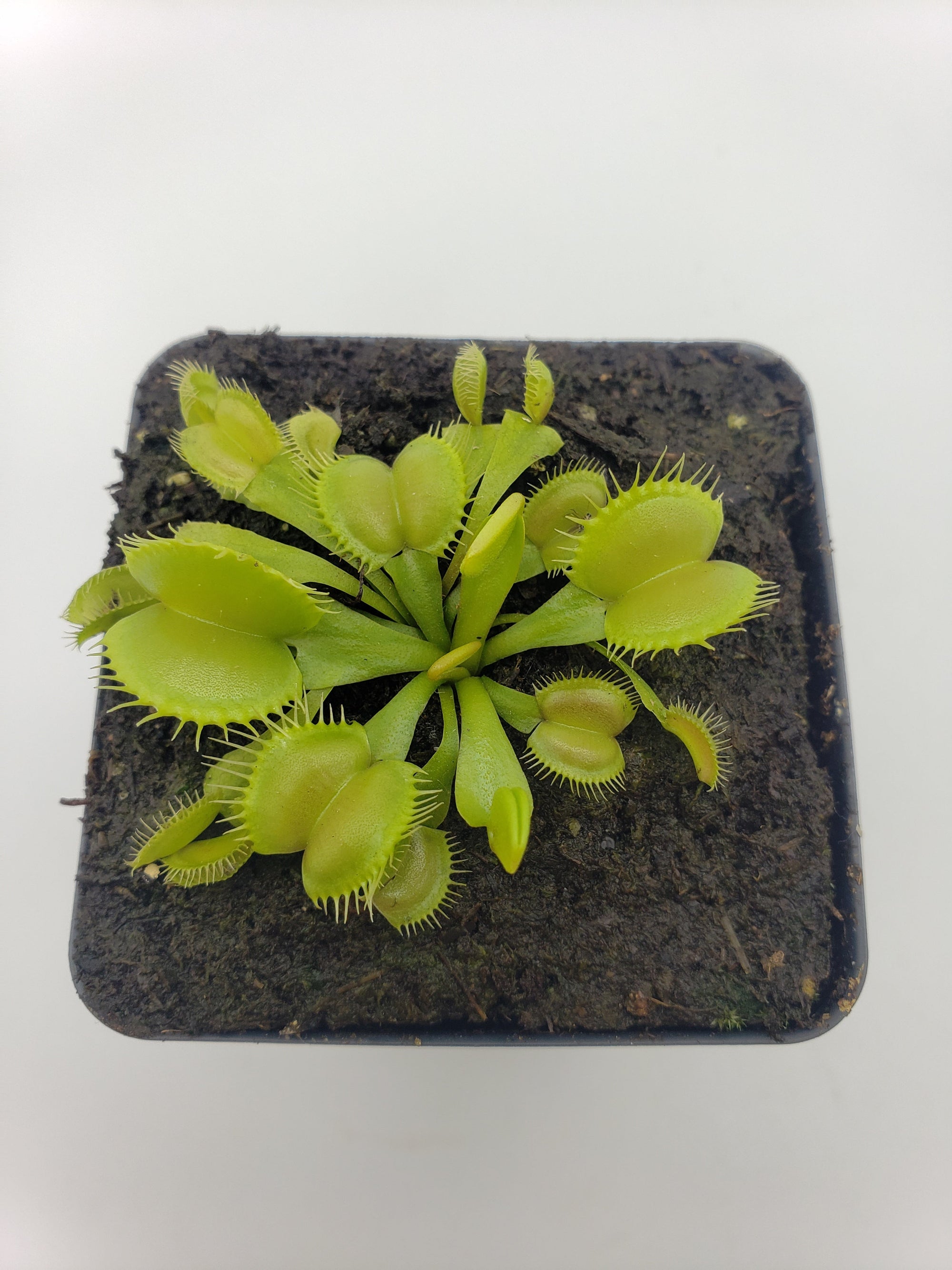 Venus flytrap (Dionaea muscipula) 'Moon trap'
