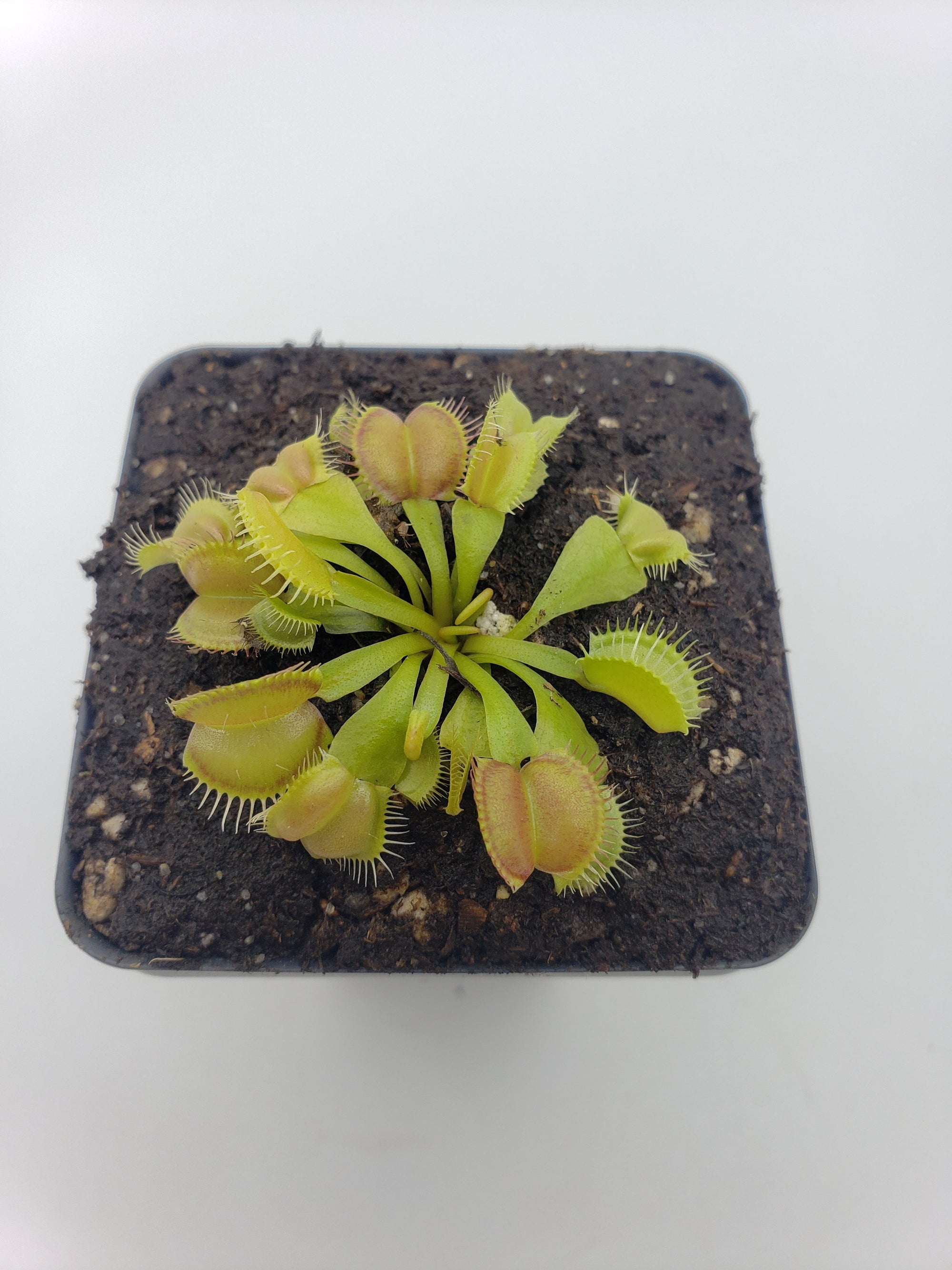 Venus flytrap (Dionaea muscipula) 'Moon trap'