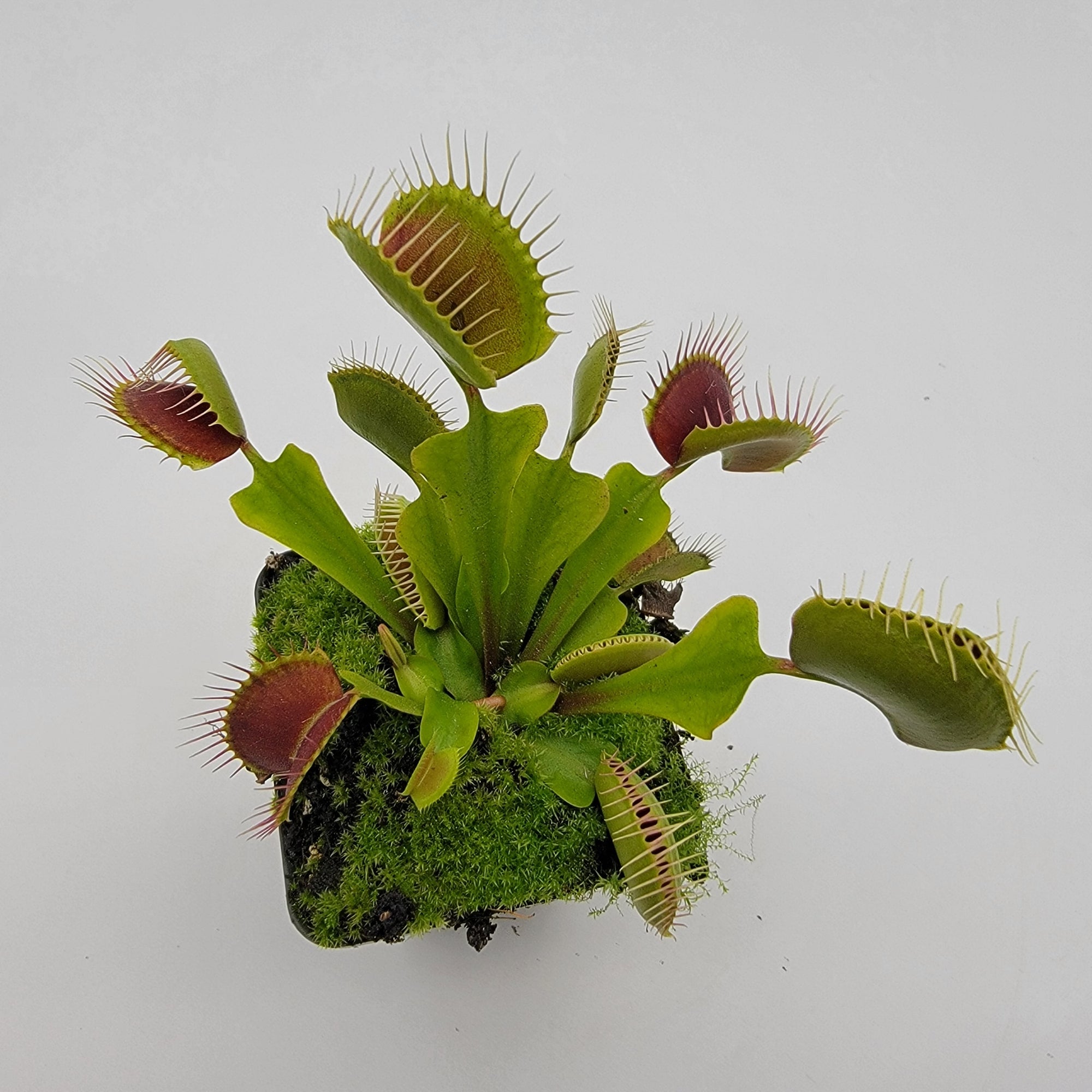 Venus flytrap (Dionaea muscipula)  "Pinnacle" x 'DC-XL'