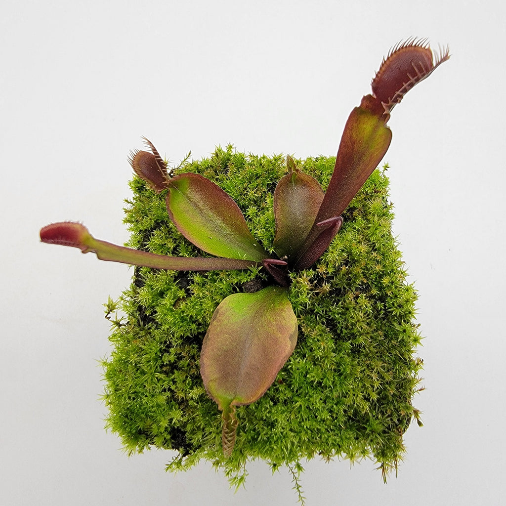 Venus flytrap (Dionaea muscipula) 'Red fused petiole'