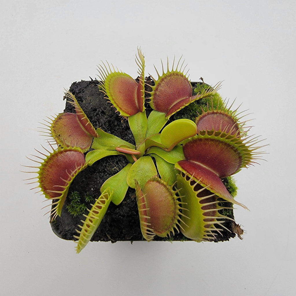 Venus flytrap (Dionaea muscipula) 'Southwest Giant'