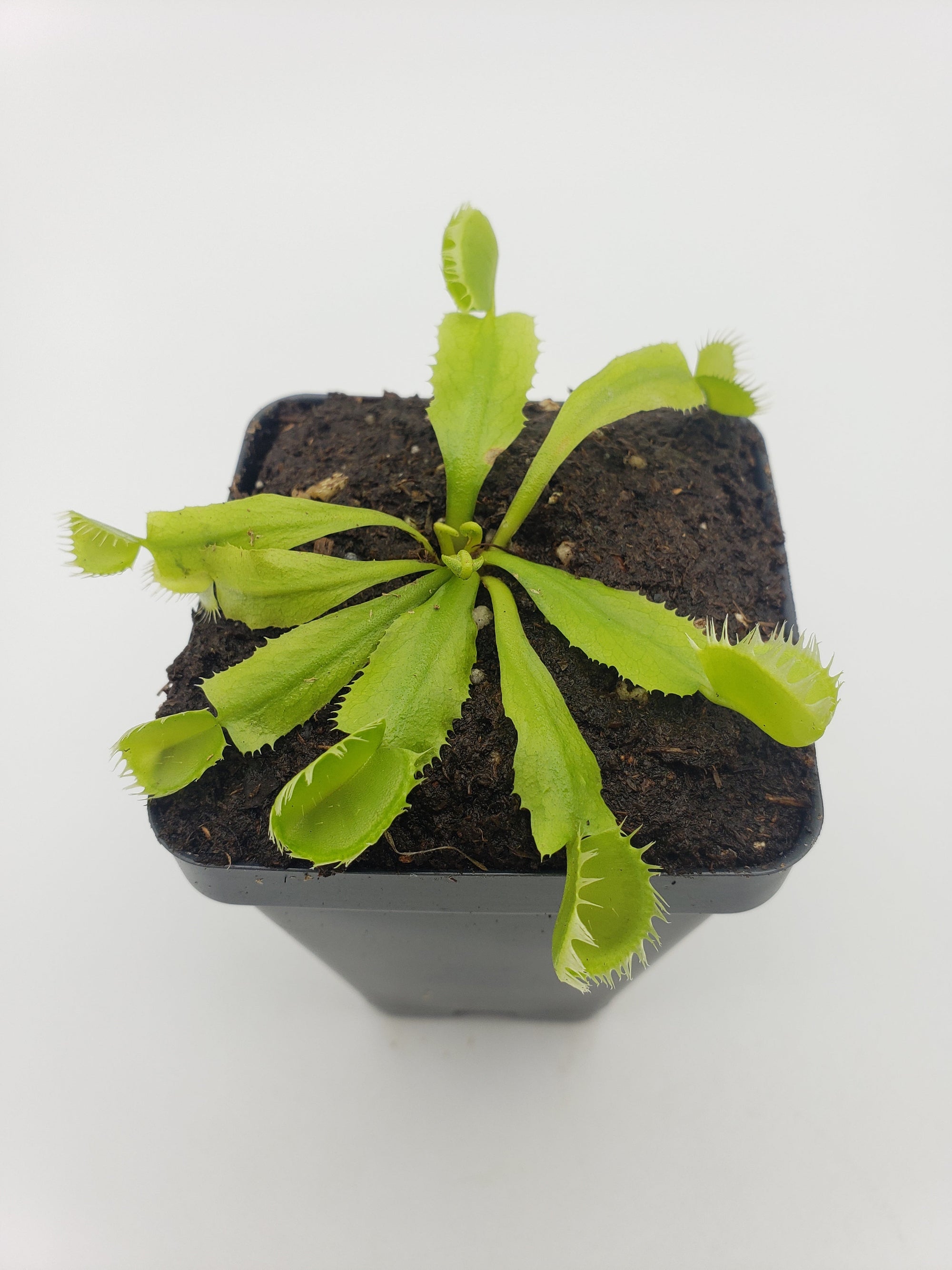 Venus flytrap (Dionaea muscipula) 'Triton'