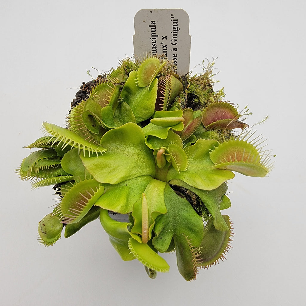 Venus flytrap (Dionaea muscipula) 'GJ Phalanx' x 'La Grosse a Guigui'