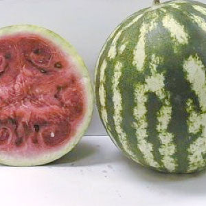 WATERMELON Seeds, Crimson Sweet