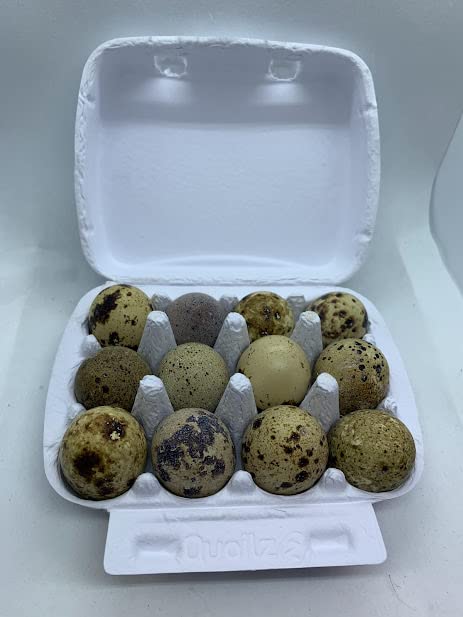 Coturnix Quail Fertile Hatching Eggs, 12 Count, Carefully Sourced and Selected for Quality, Ideal for Incubation and Sustainable Egg Hatching from Family Farms and Hatcheries picked daily fresh