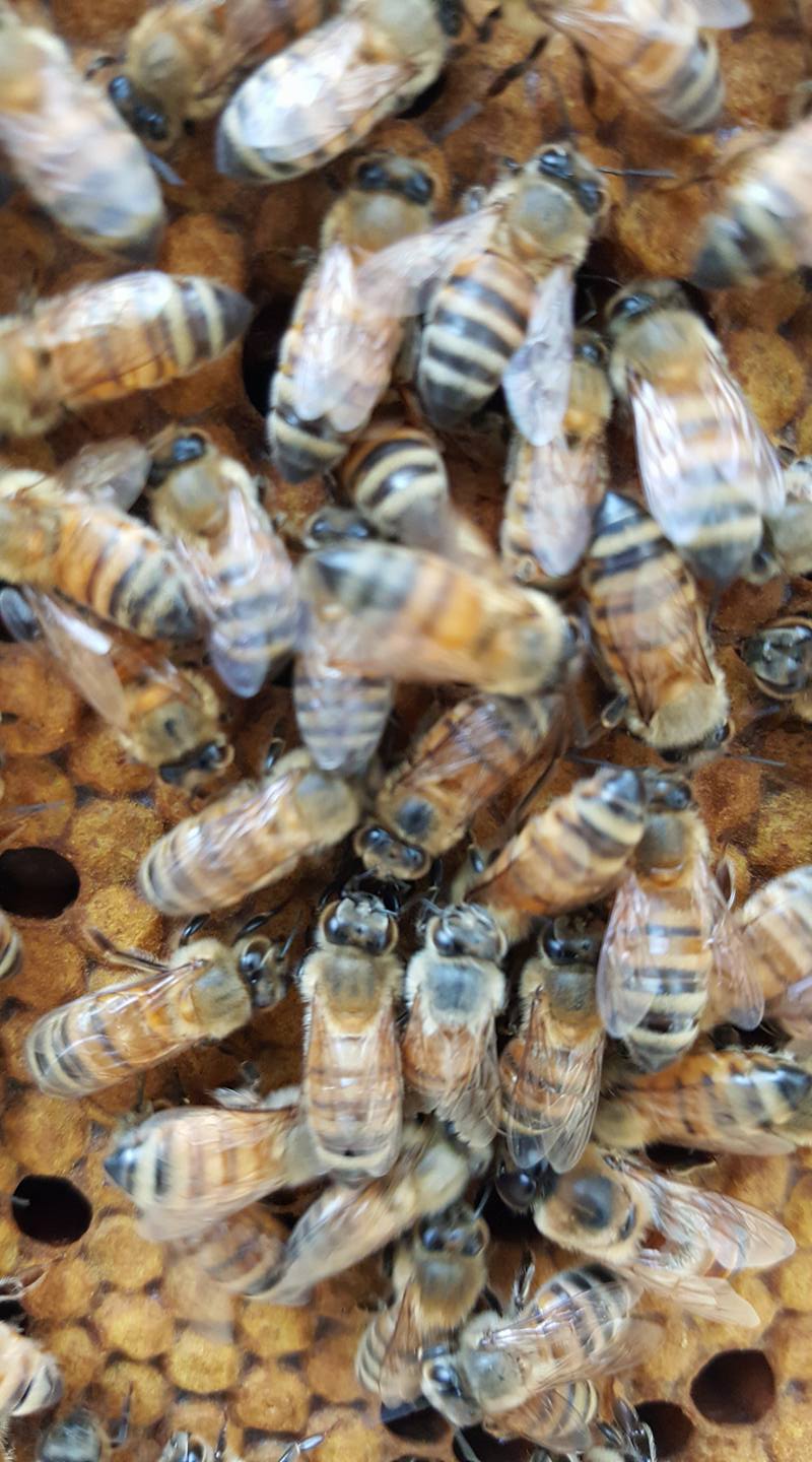 Chocolate Peanut Spreadable Honey