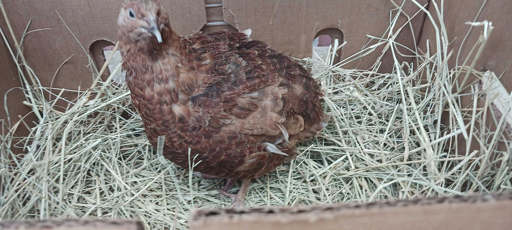 Red Range Coturnix Quail Hatching Eggs