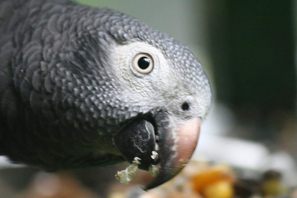 Parrot Food Sample Pack