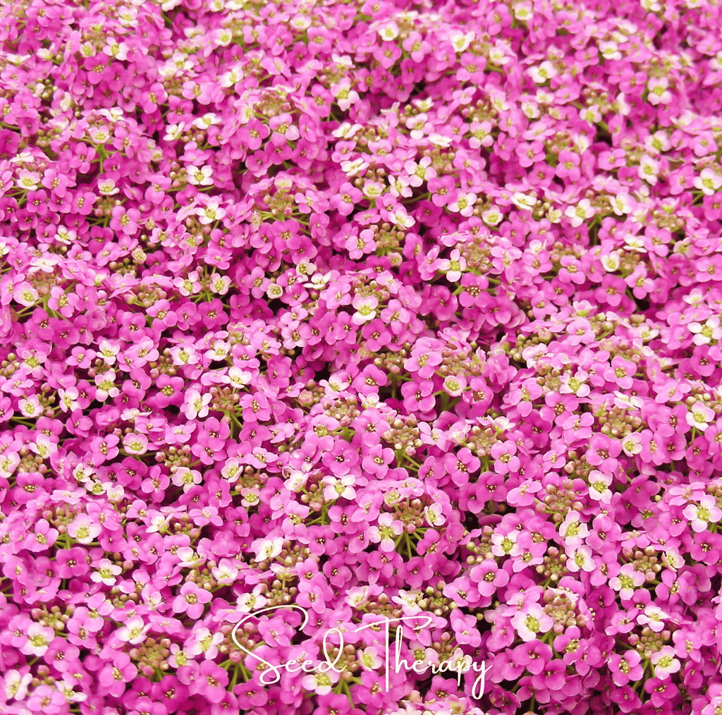 Pink Dwarf Sweet Alyssum – 250 Seeds