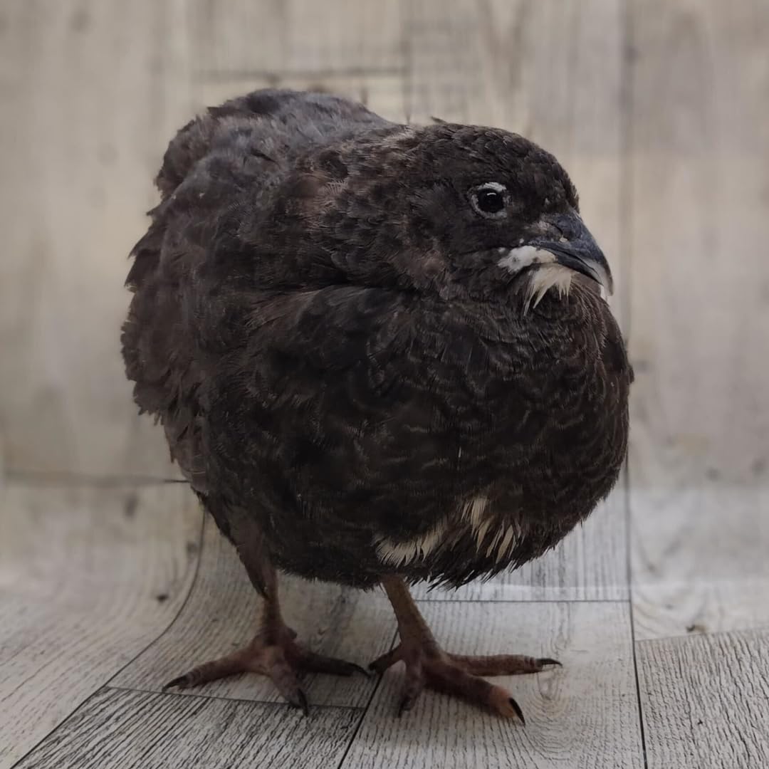 Black Quail Hatching Eggs - Pure Breed, Ideal for Aviary Hobbyists & Breeders