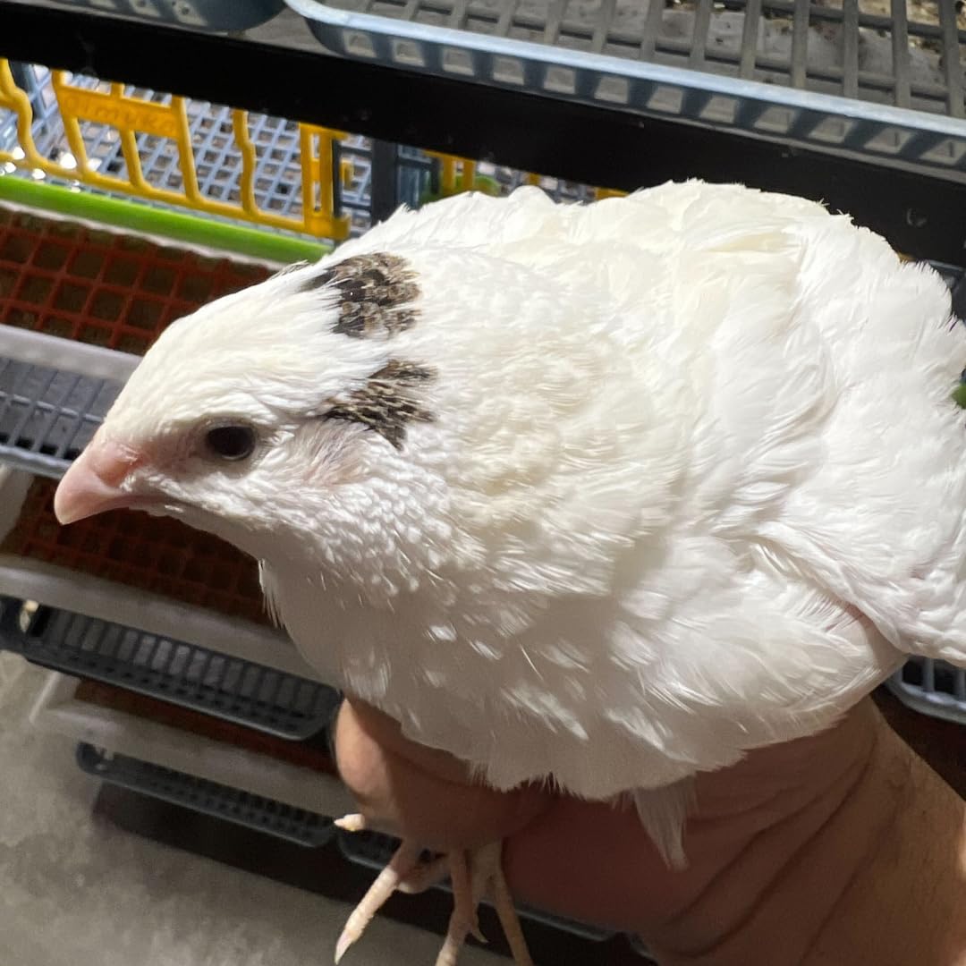 Jumbo White Coturnix Hatching Eggs - Premium Quail Eggs for Hatching - Perfect for Homesteaders, Breeders, Hobbyists - Freshly Collected for High Hatch Rates (Copy)