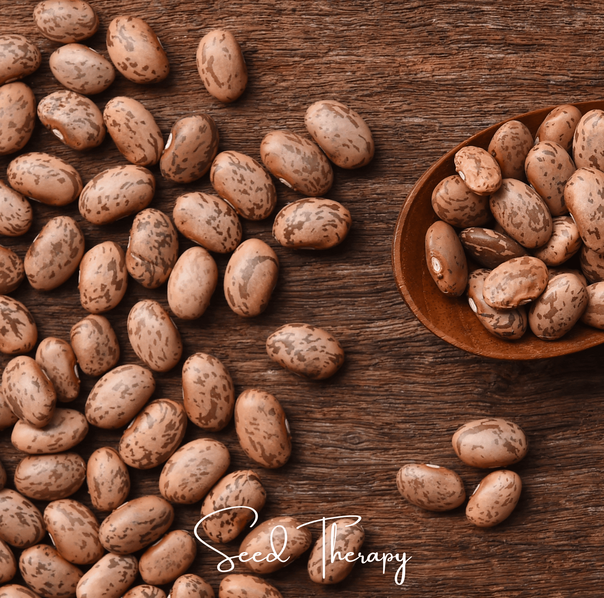 Pinto Bean – 20 Seeds