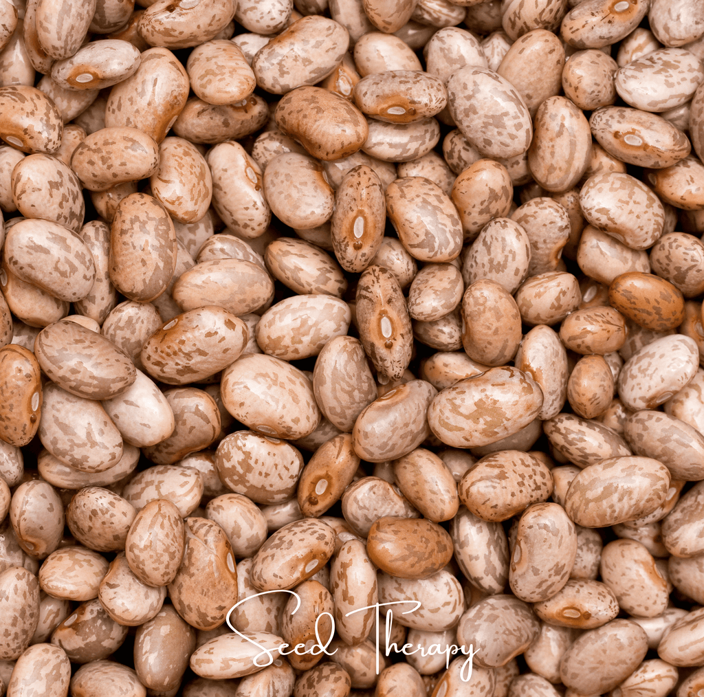 Pinto Bean – 20 Seeds