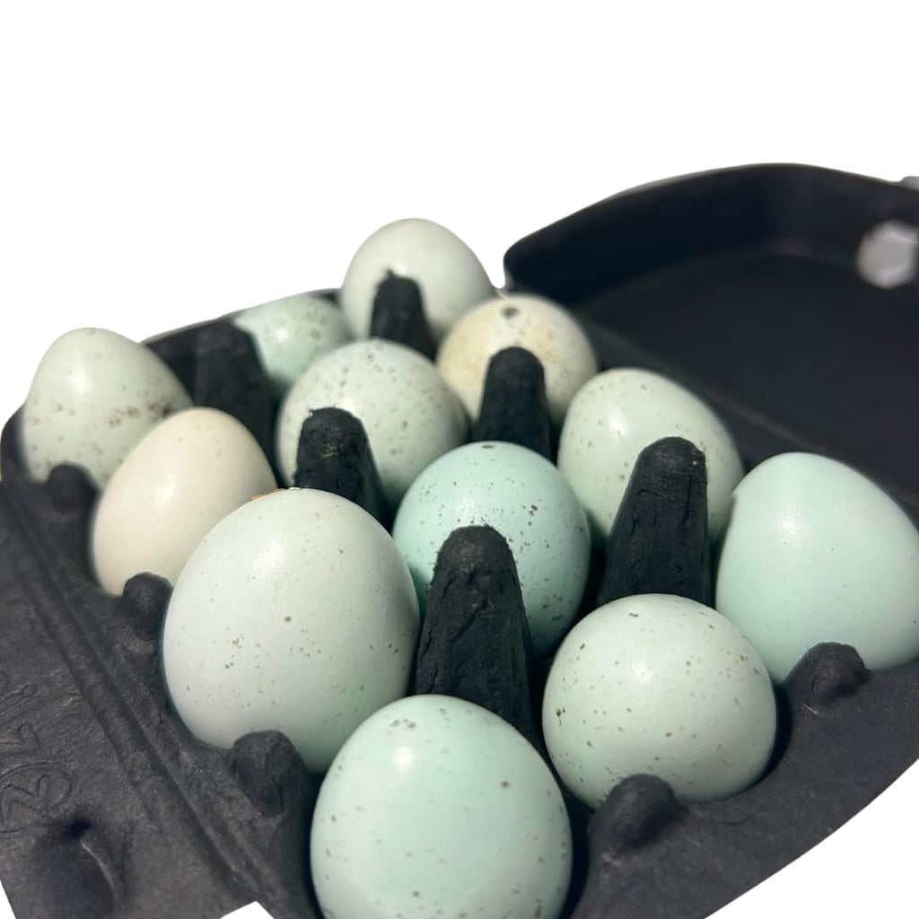 Hollowed Celadon Quail Eggs (Count of 10) Empty Natural Eggs for Crafts
