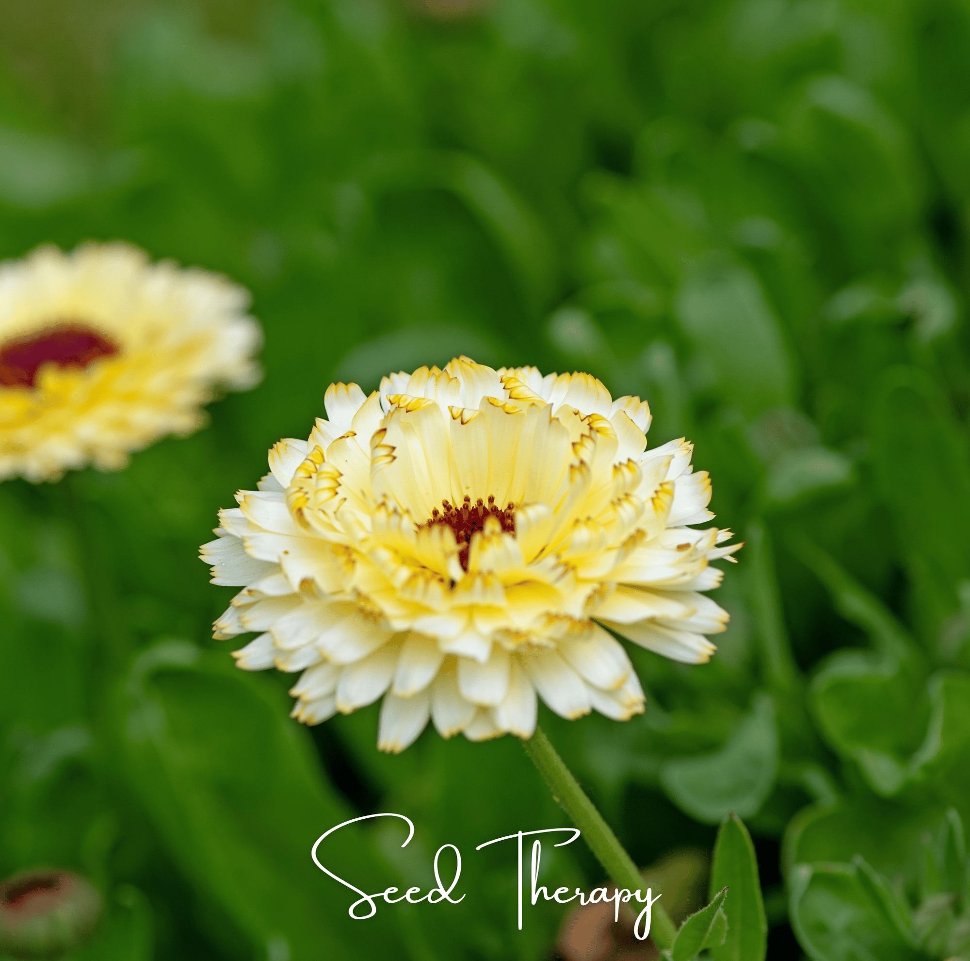Ivory Princess Calendula – 50 Seeds