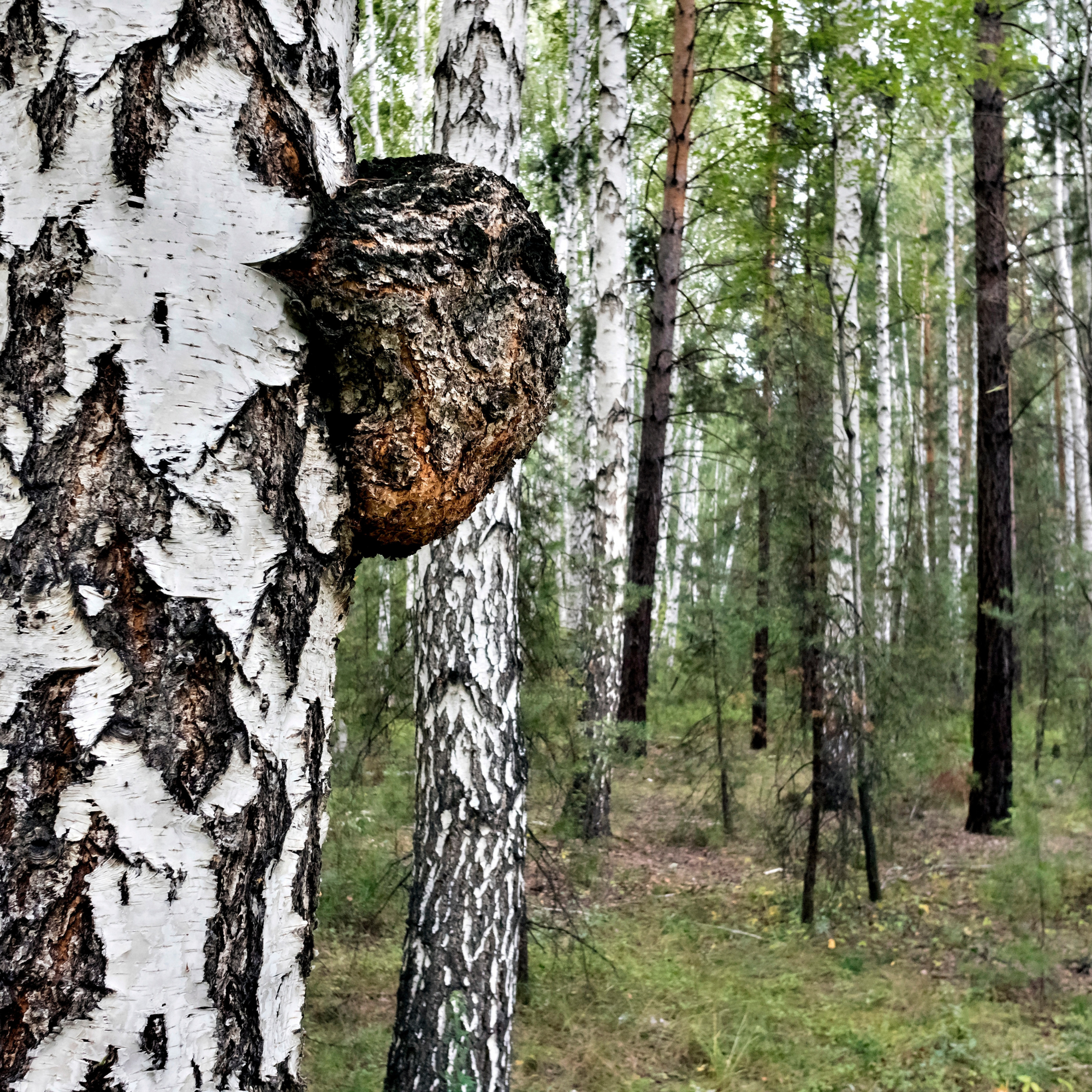Daytime Immunity Mushroom Chocolates with Turkey Tail, Maitake, & Chaga