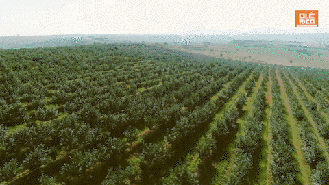 Chile Powder 3 Pack Bundle - Ancho, Guajillo, and Pasilla