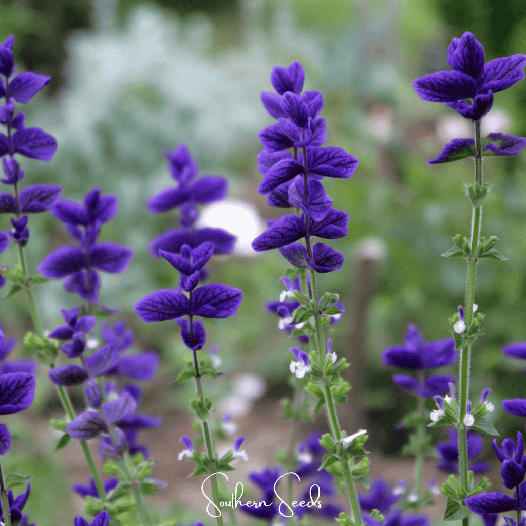 Blue Monday Clary Sage – 50 Seeds