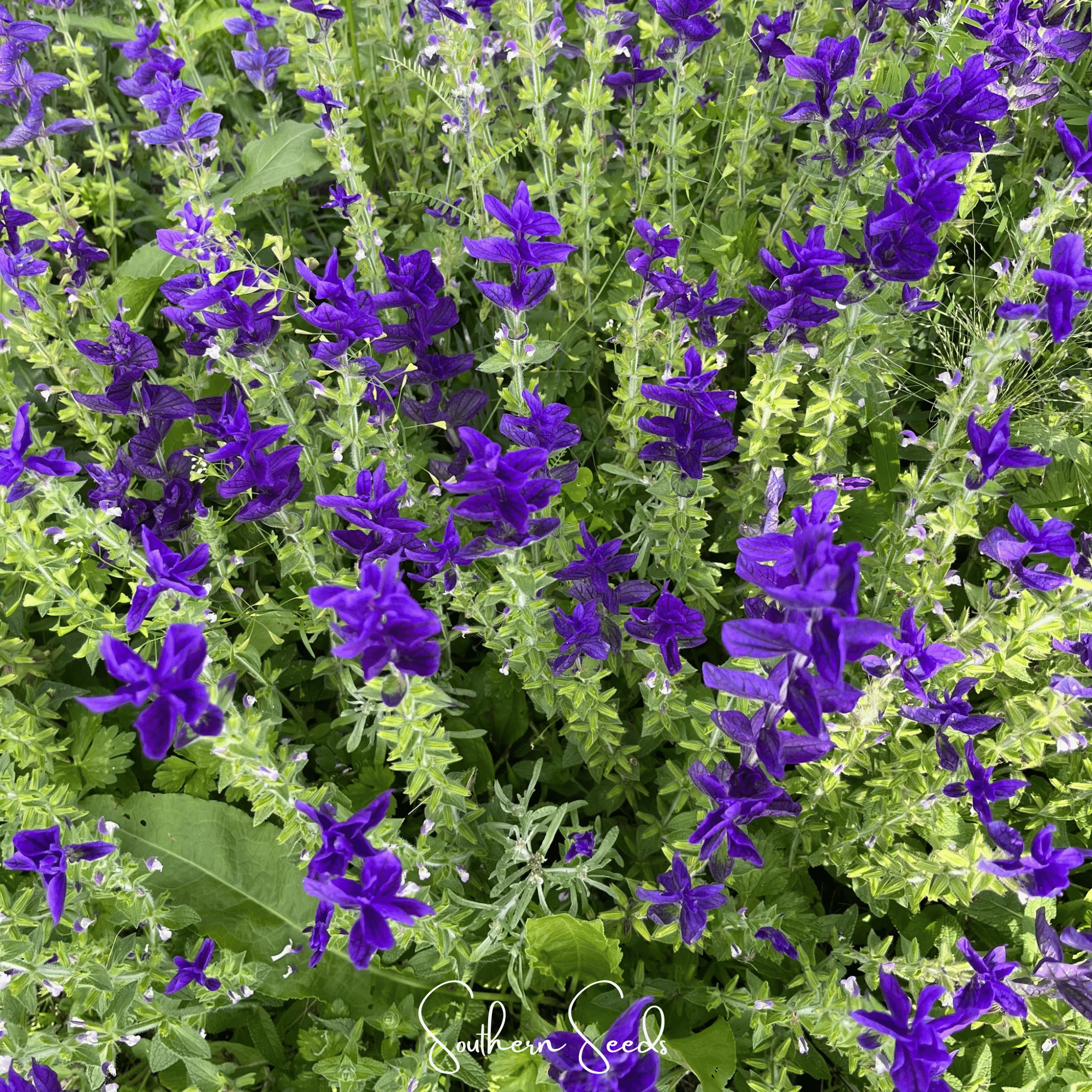 Blue Monday Clary Sage – 50 Seeds