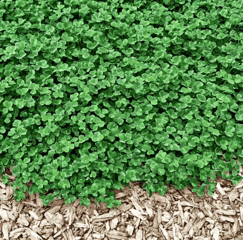 Micro Clover (Mini) – 10,000 Seeds