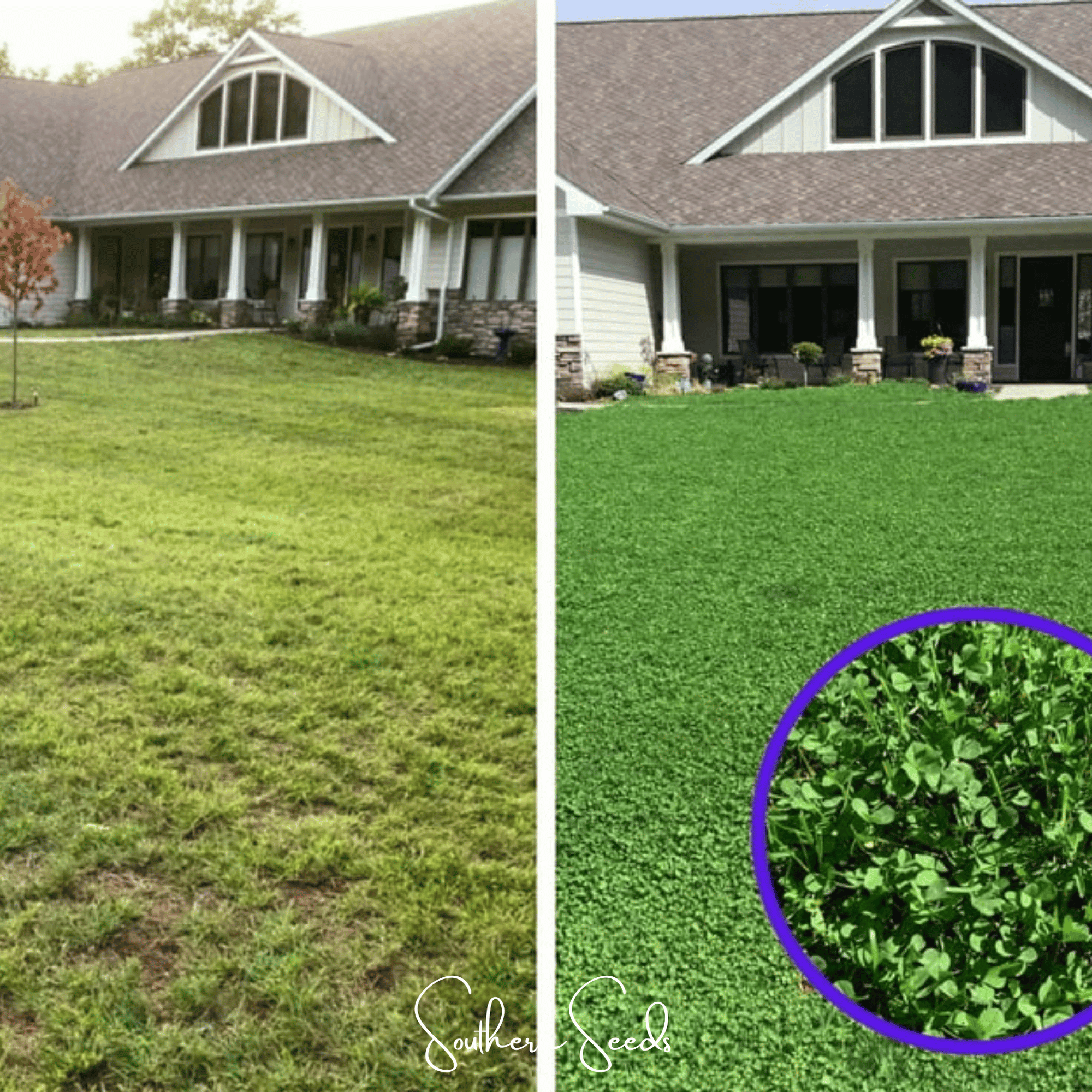 Micro Clover (Mini) – 10,000 Seeds