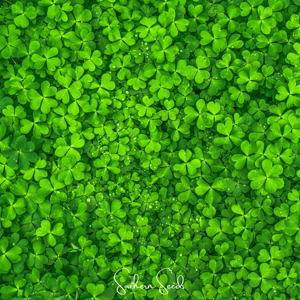 Micro Clover (Mini) – 10,000 Seeds