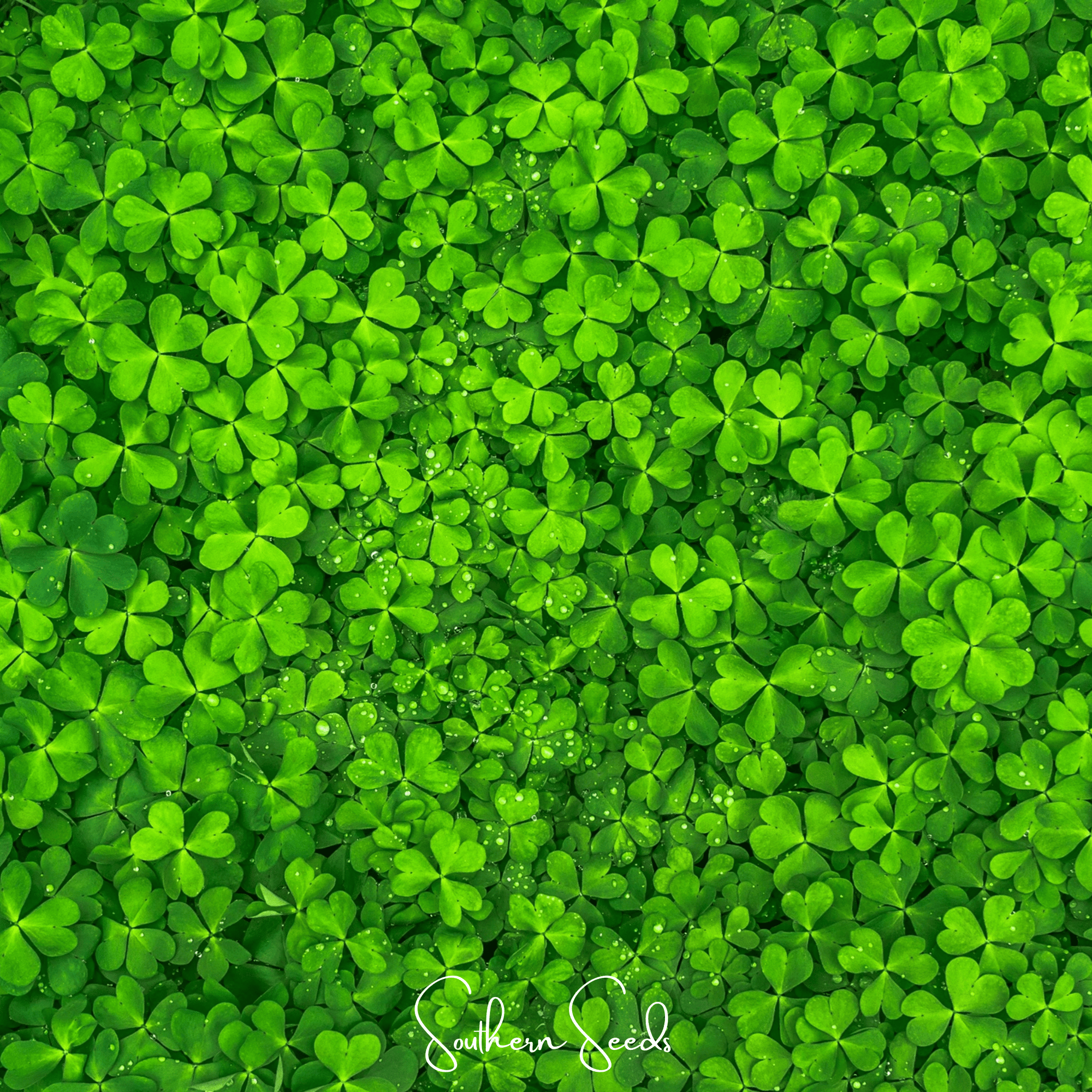 Micro Clover (Mini) – 10,000 Seeds