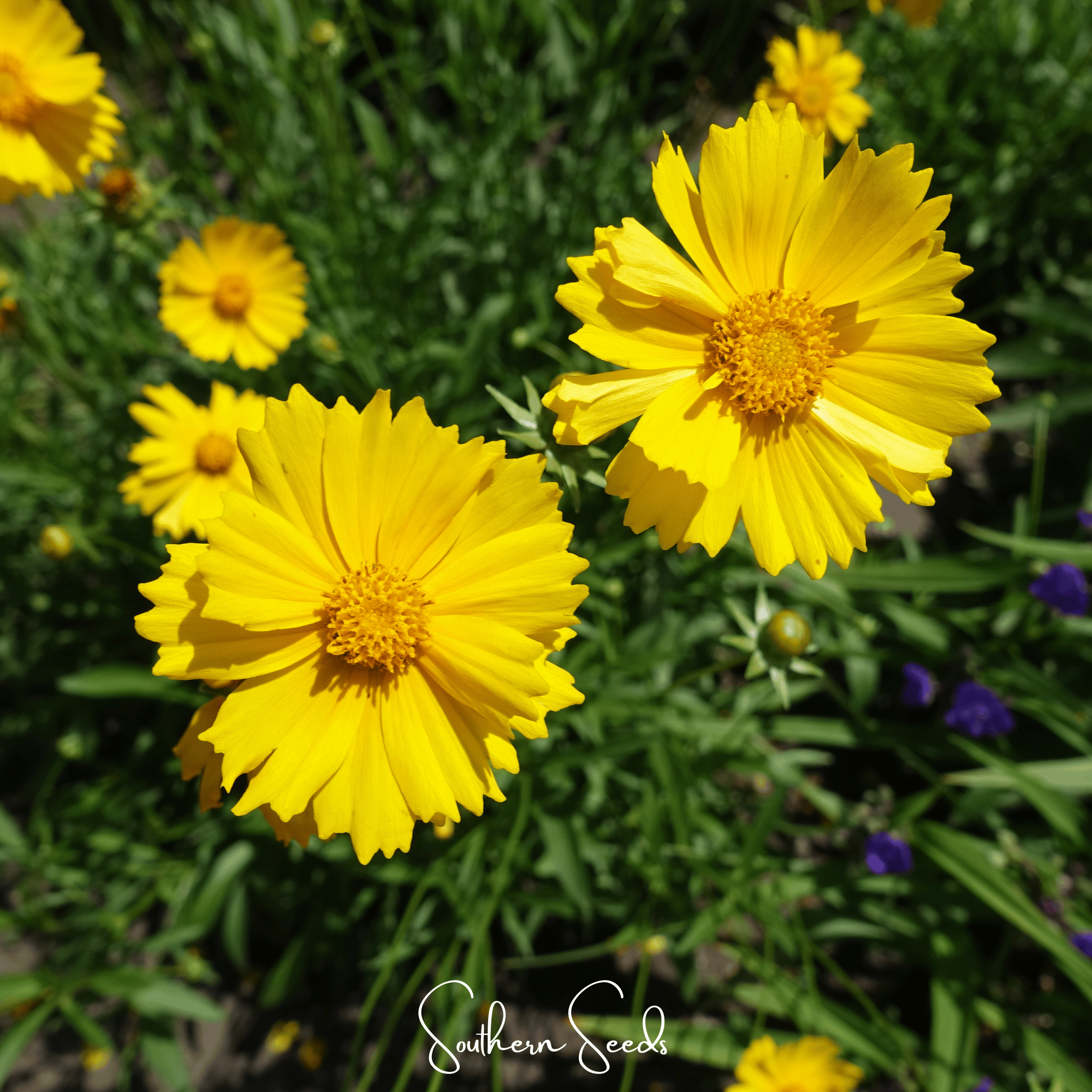Lance Leaf Coreopsis – 100 Seeds