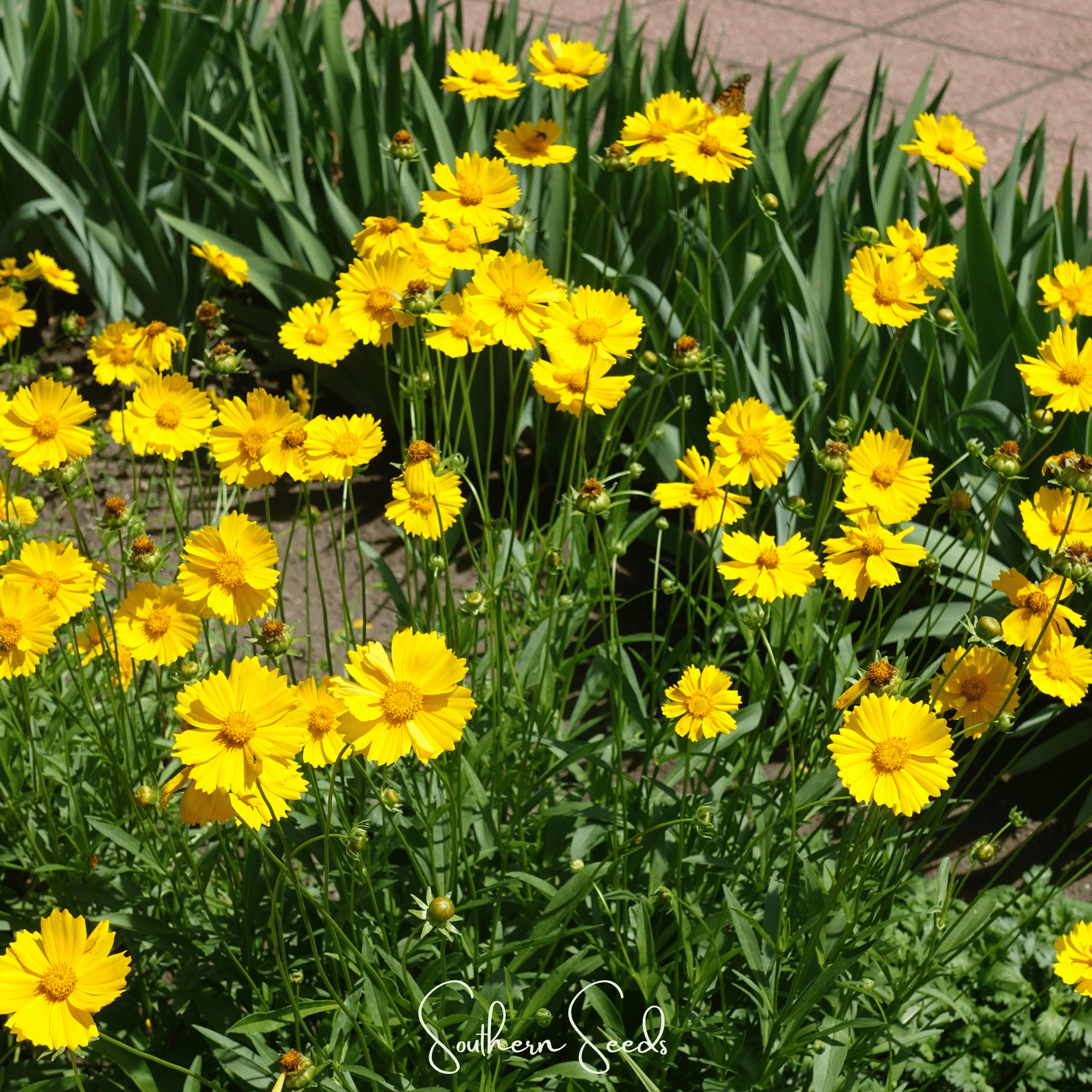 Lance Leaf Coreopsis – 100 Seeds
