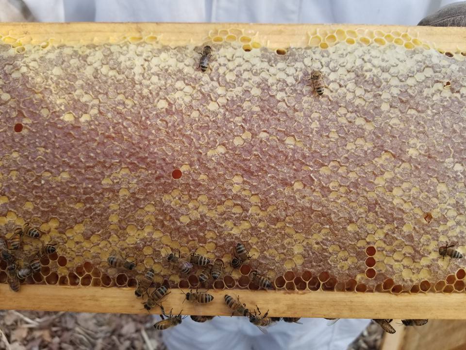 Raw Honey 10oz  Gallberry