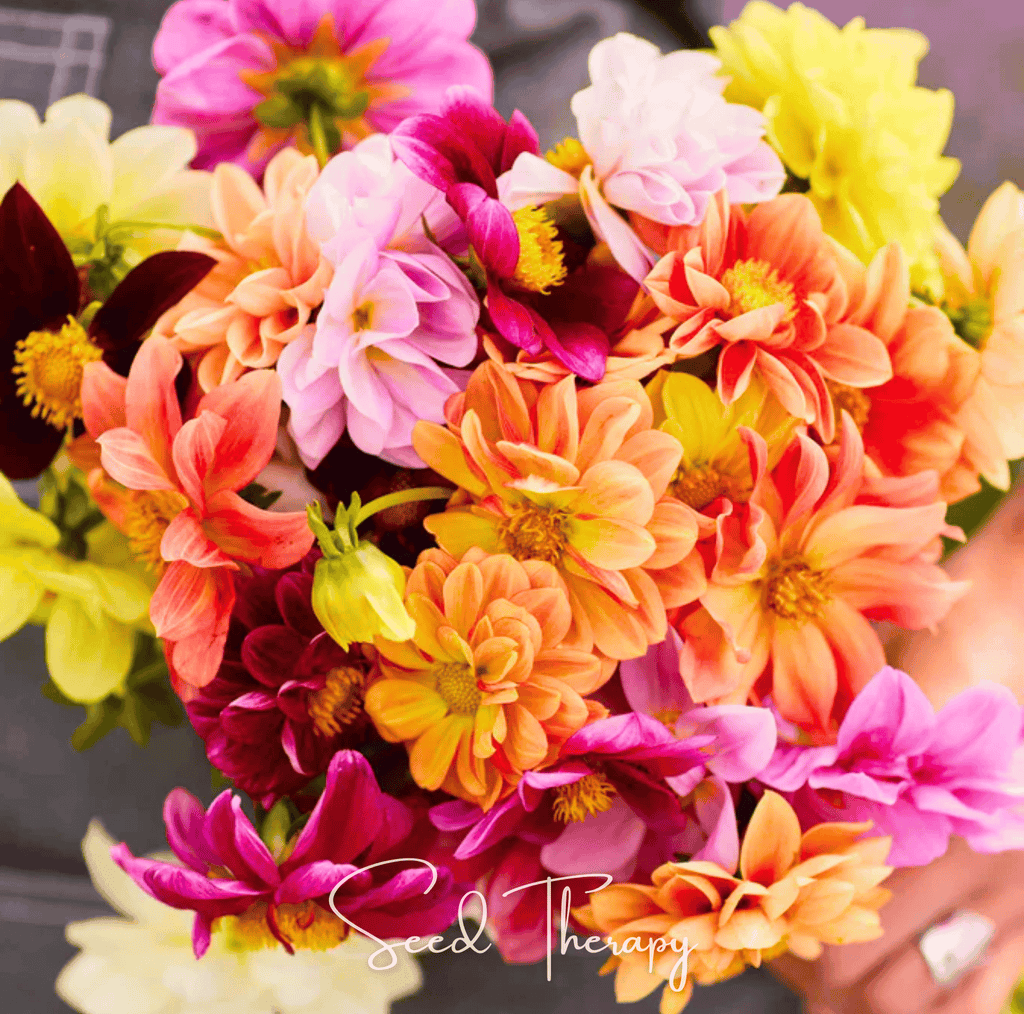 Early Bird Dahlia – 25 Seeds