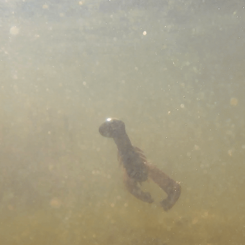 Reaction Tackle Lead Swing Football Jigs- 5-PACK - New