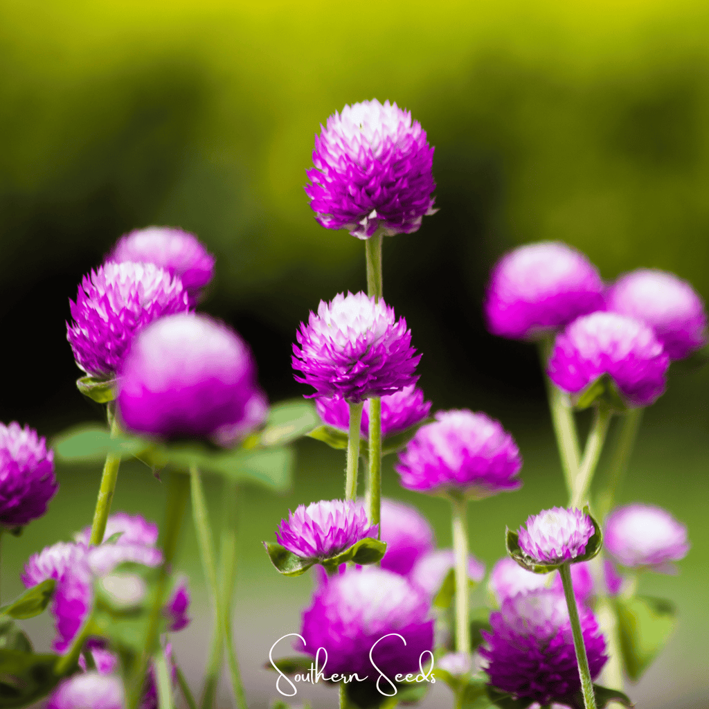 Globosa Mix Gomphrena – 50 Seeds