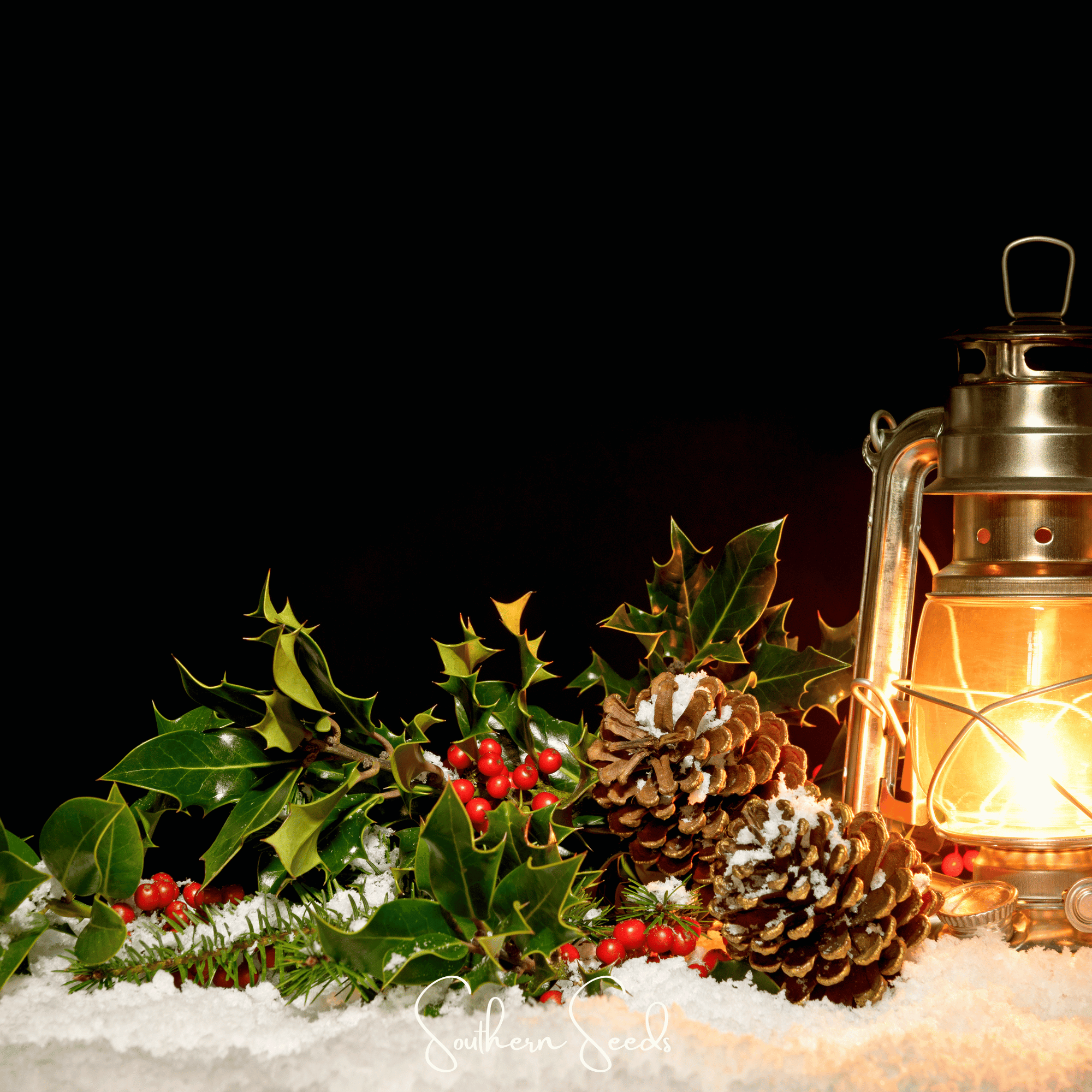 American Holly – 50 Seeds