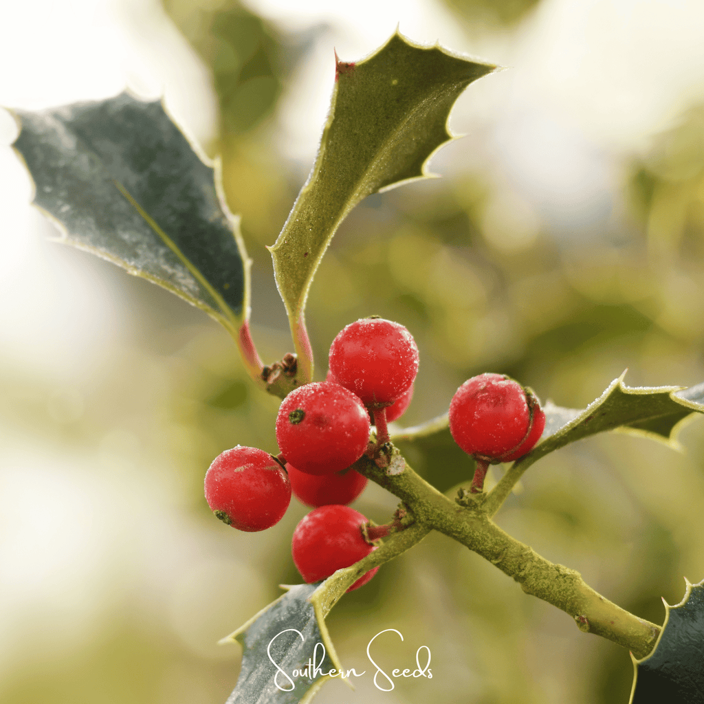 American Holly – 50 Seeds