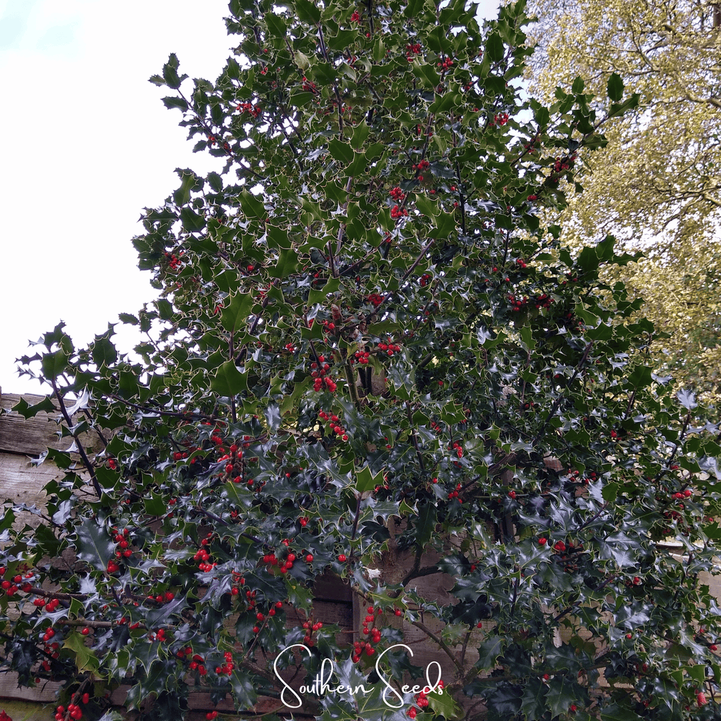 American Holly – 50 Seeds