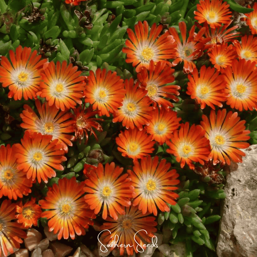 Orange Gelato Ice Plant – 200 Seeds