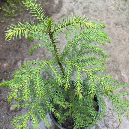 Araucaria Heterophylla - 1 ft Ship Plant in 1 Gallon Pot - Ideal Indoor Houseplant for Home Decor