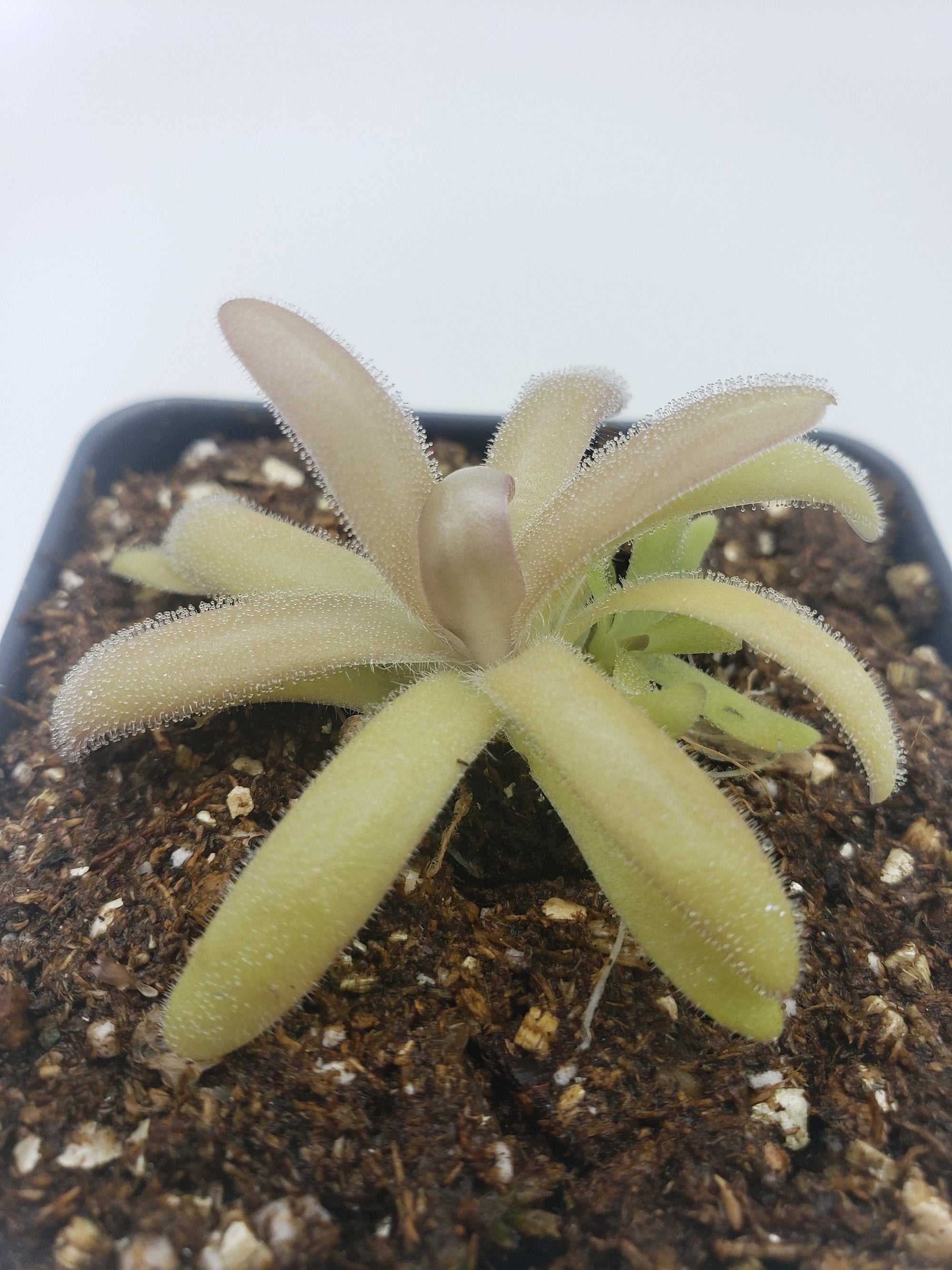 Pinguicula agnata x gypsicola