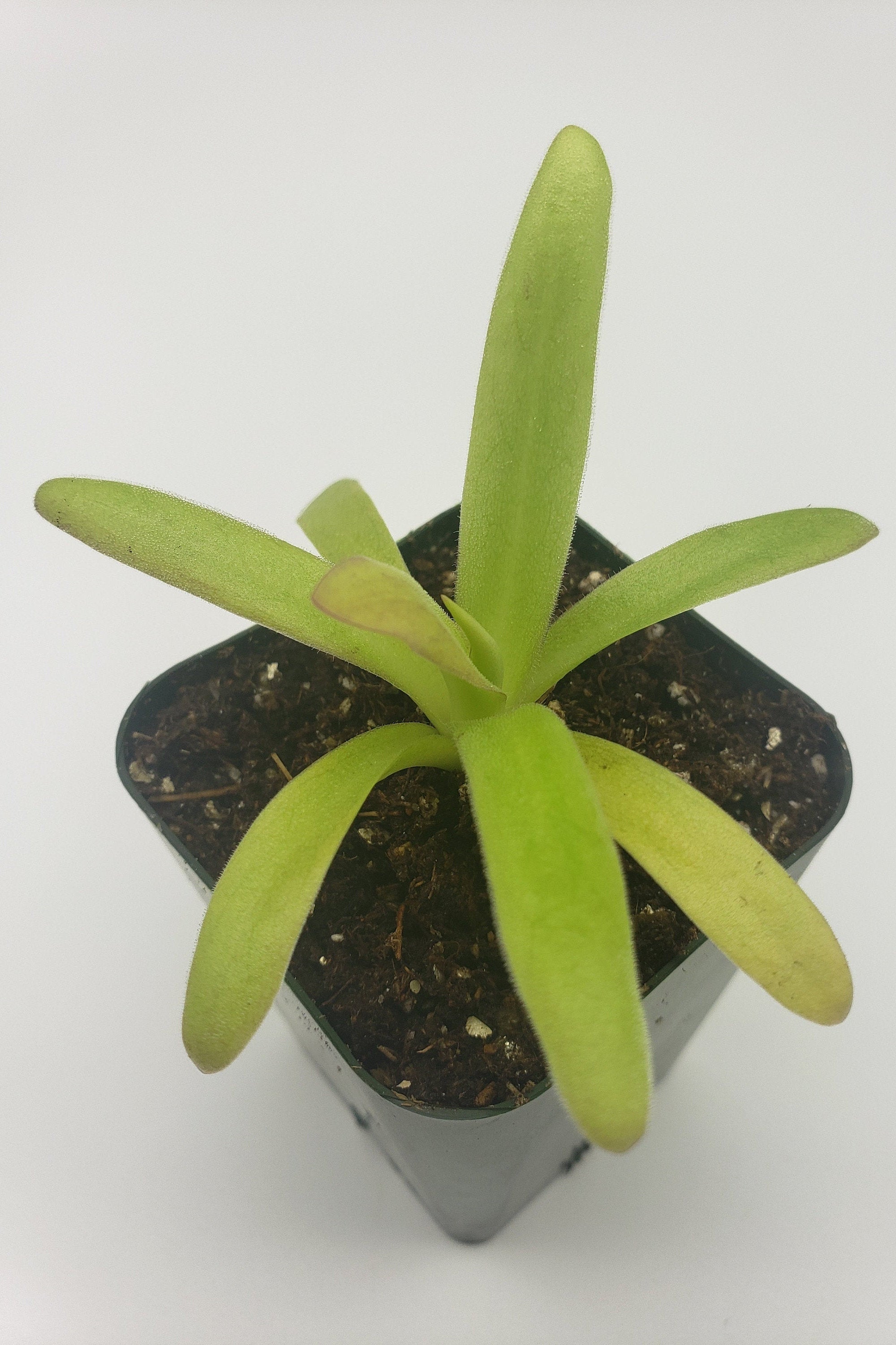 Pinguicula agnata 'El Lobo' x moctezumae