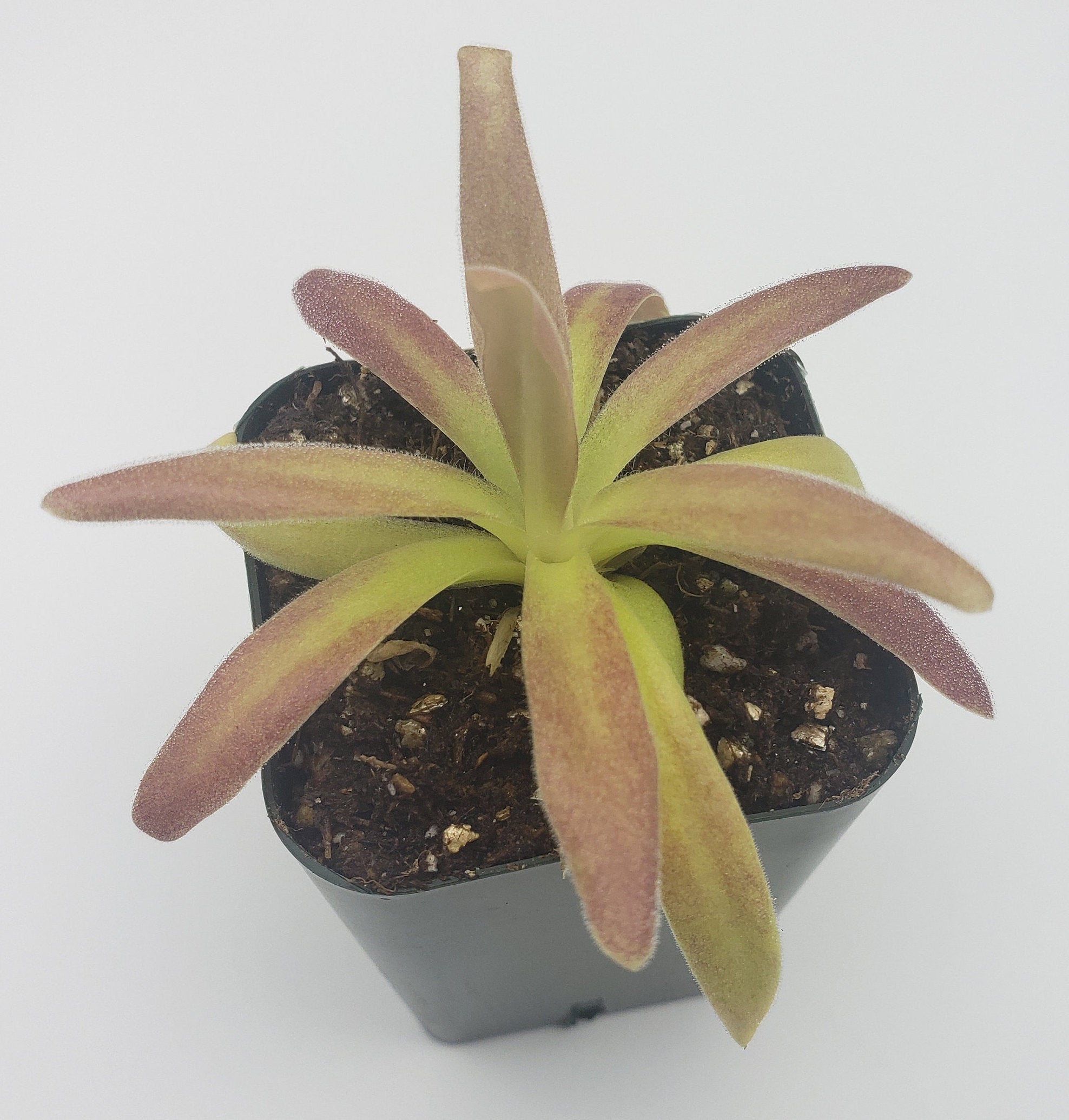 Pinguicula agnata 'El Lobo' x moctezumae