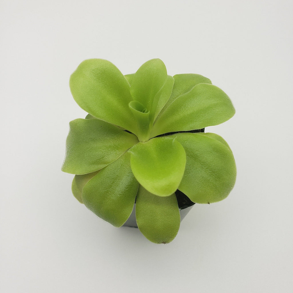 Pinguicula agnata 'El Lobo' x 'Huahuapan'