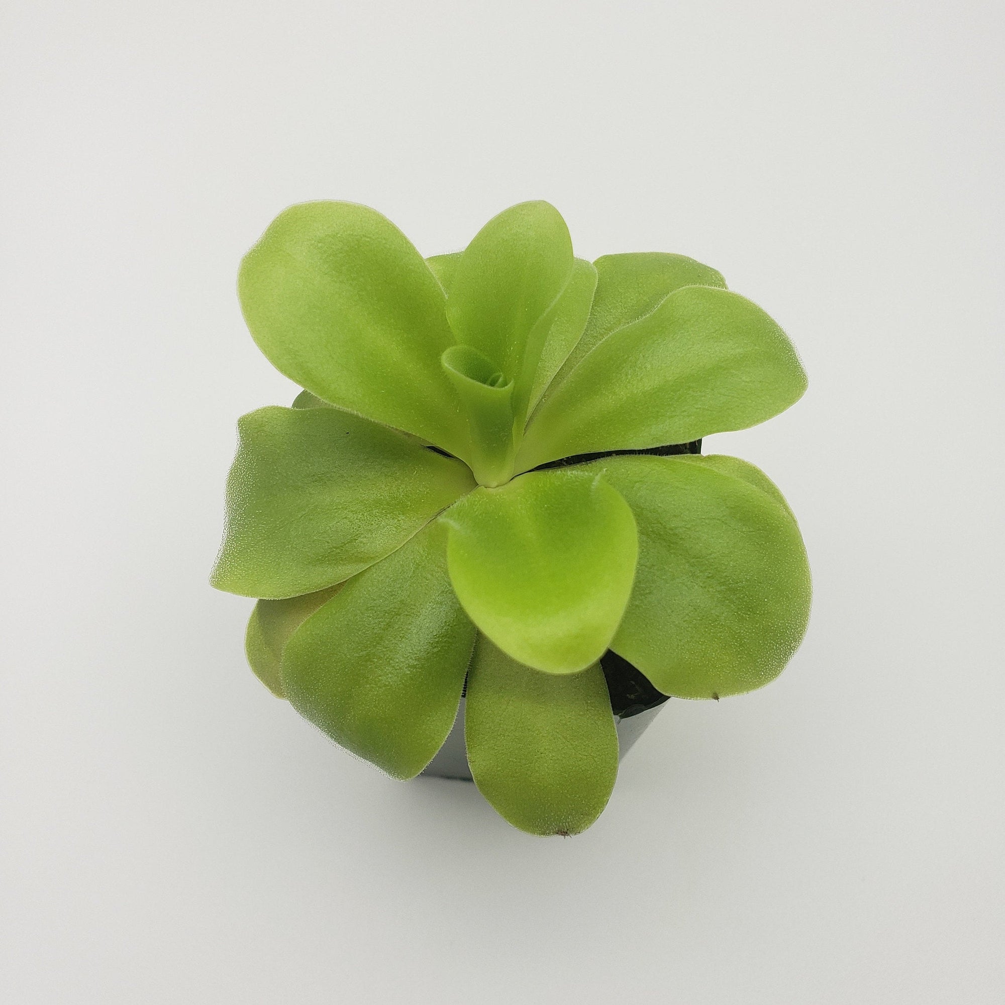 Pinguicula agnata 'El Lobo' x 'Huahuapan'