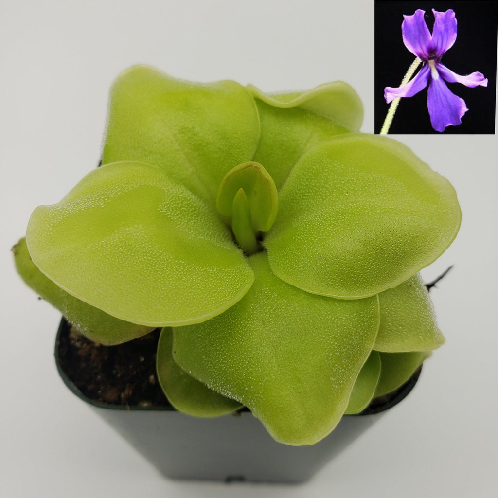 Pinguicula Huahuapan