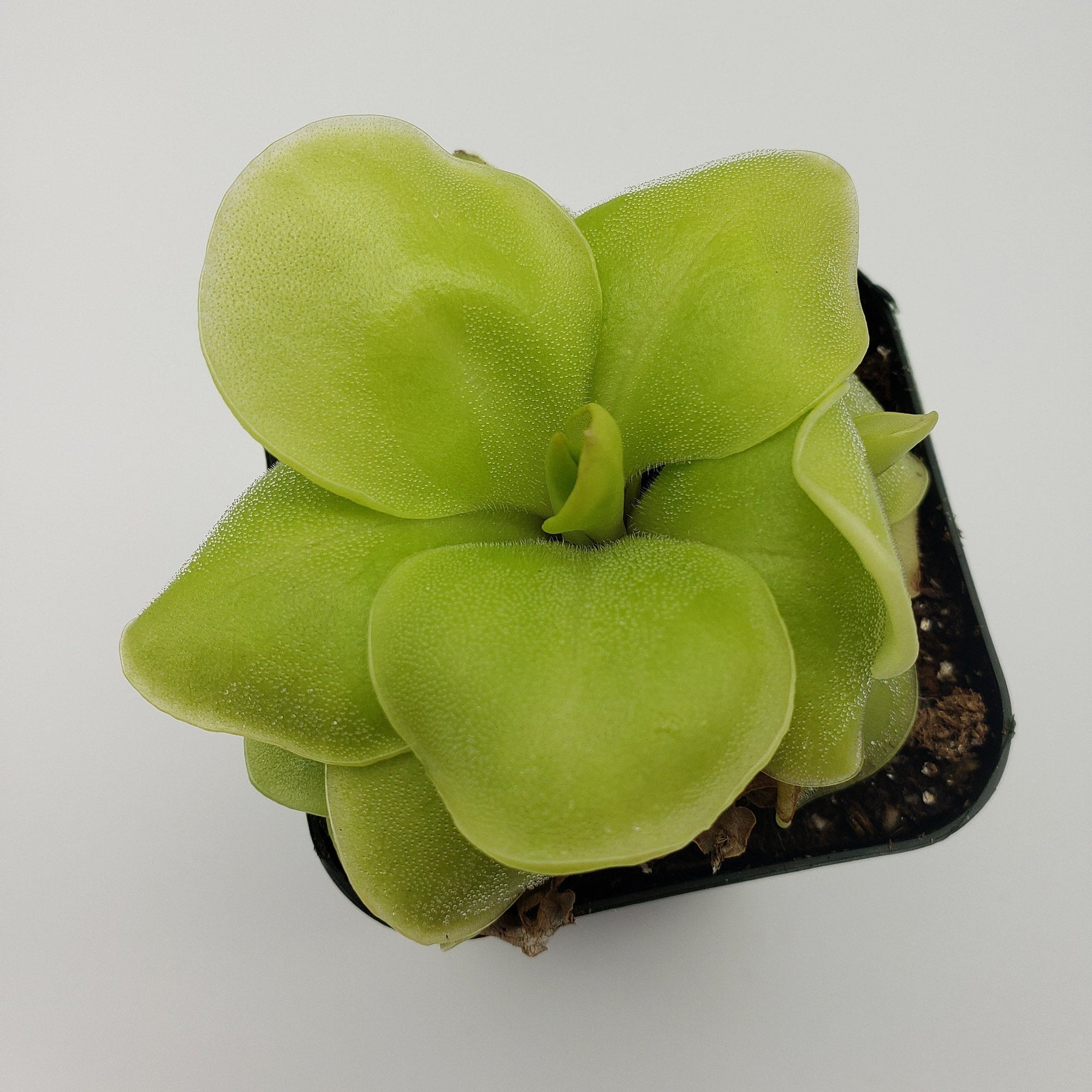 Pinguicula Huahuapan