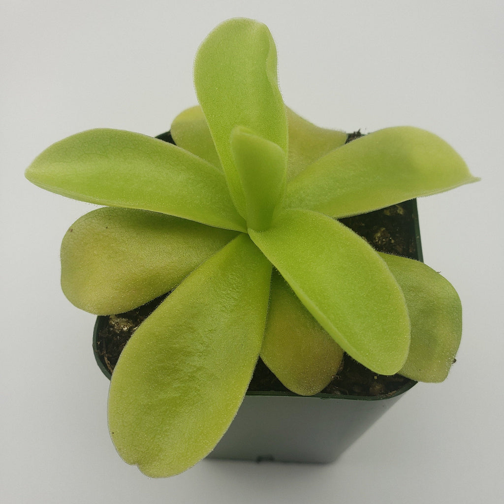 Pinguicula gigantea